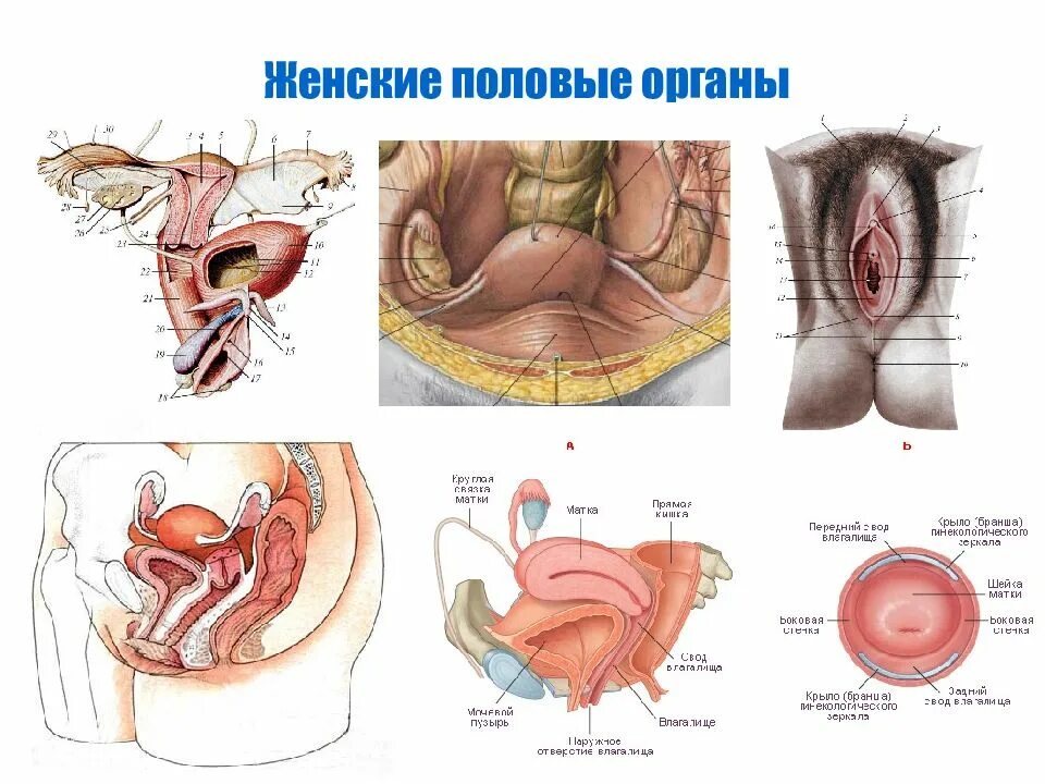 Строение женских пол орг. Наружные половые органы женщины. Анатомия женских половых органов. Половые органы женщины строение. Наружные органы женской половой системы