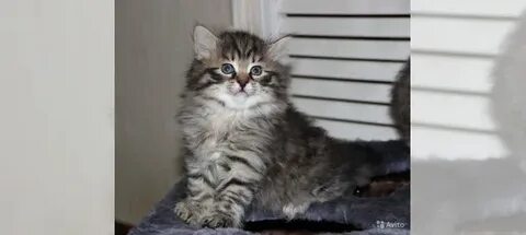 Сибирские коты авито