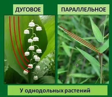 Лук декоративный жилкование