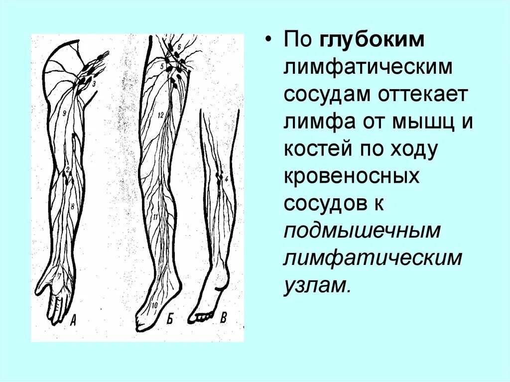 Лимфатические сосуды конечностей. Лимфатическая система нижних конечностей схема. Лимфоузлы нижних конечностей схема. Лимфа от нижних конечностей оттекает. Лимфатические узлы нижней конечности анатомия.