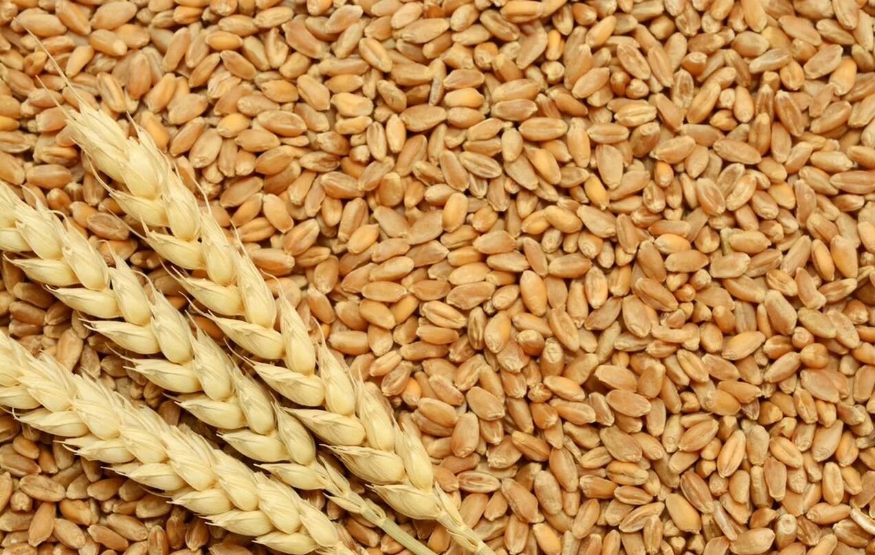 Ячмень 1 кг. Пшеничное зерно. Пшеница первого класса. Товарное зерно. Зерно 240.