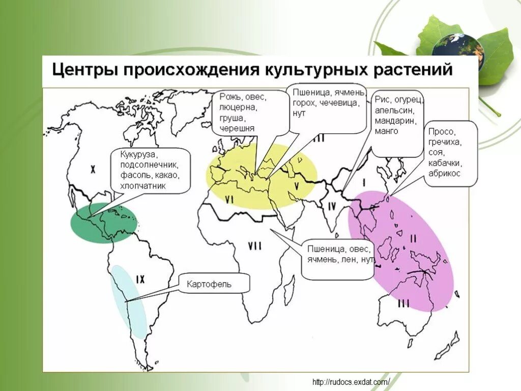 Сколько центров происхождения культурных. Центры происхождения культурных растений таблица по биологии 7 класс. Таблица Вавилова центры происхождения культурных растений. Карта центров происхождения культурных растений по н.и Вавилову.