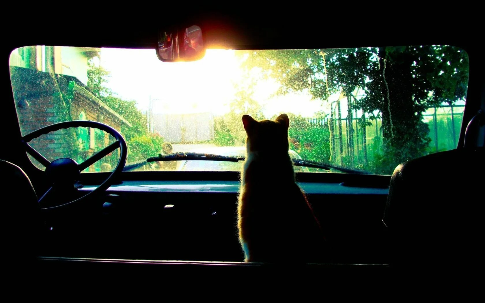 Black cat car