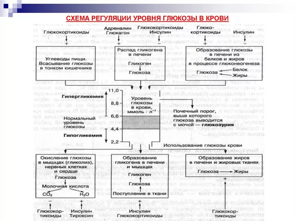 Повышение глюкозы в крови гормон. Регуляция уровня Глюкозы в крови схема. Схема регуляции уровня сахара в крови. Гормональная регуляция концентрации Глюкозы в крови биохимия. Механизмы регуляции концентрации сахара в крови биохимия.