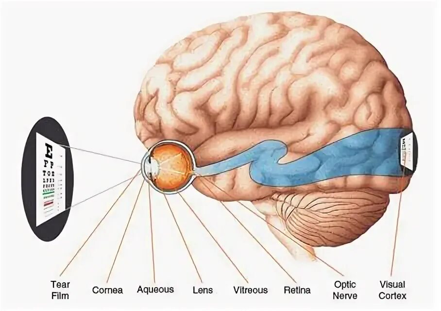 Brain eyes. Зрение и мозг. Глазной мозг. Связь глаз и мозга.