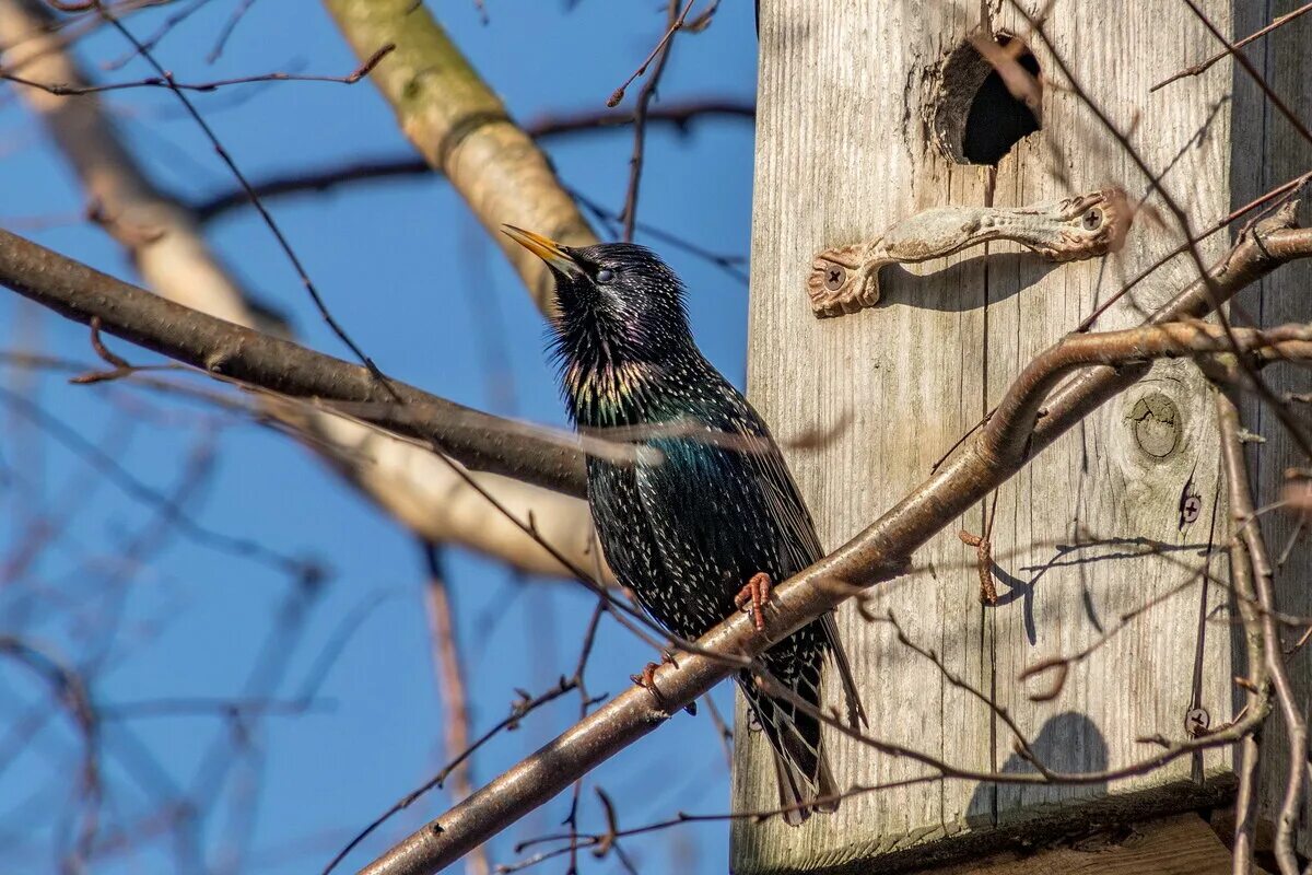 кривой скворечник. старый скворец. кривой скворечник. старый скворец. скворец скворушка скворечник.