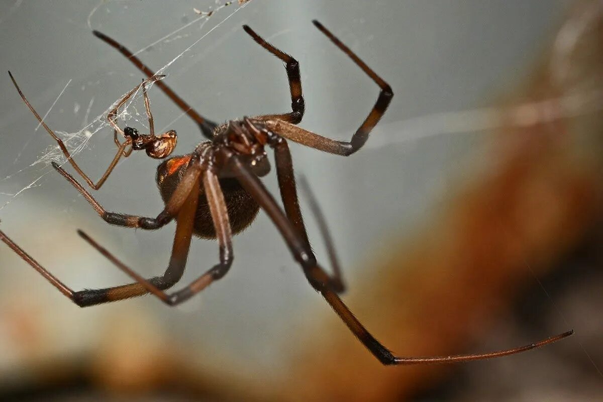 Female spider. Latrodectus geometricus паук. Чёрная вдова паук самка. Черная вдова паук спаривание. Чёрная вдова паук самец.