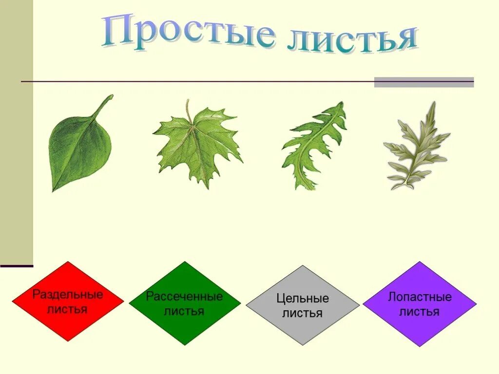 Примеры раздельных листьев