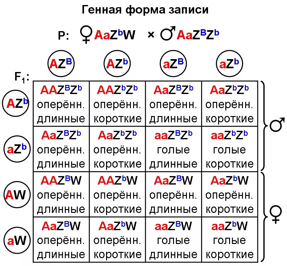 Доминантные признаки у кур. Генная форма записи. У кур оперенные ноги доминируют над неоперенными. Генотип курицы с оперенными ногами. У кур оперенные ноги доминируют над голыми.