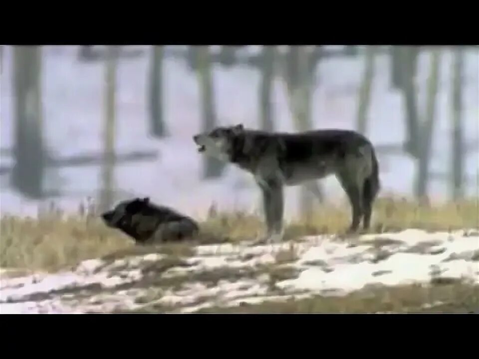 Волк который поет. Волк который поет. Волк который поет. Поющая с волками картинки. Волк который поет.