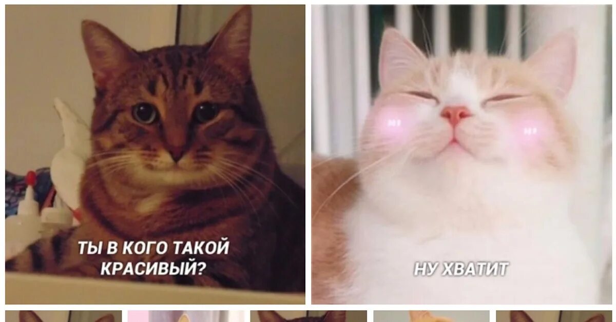 Целую в носик. Кто тут такой красивый. Мемы это прекрасно. Птица шона грассера. Открытка для тебя.