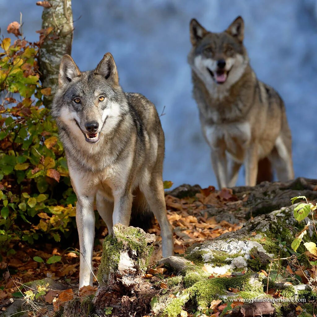Волк. Карпатский волк. Волк переярок. Волки на Южном Урале. Хвойная волки