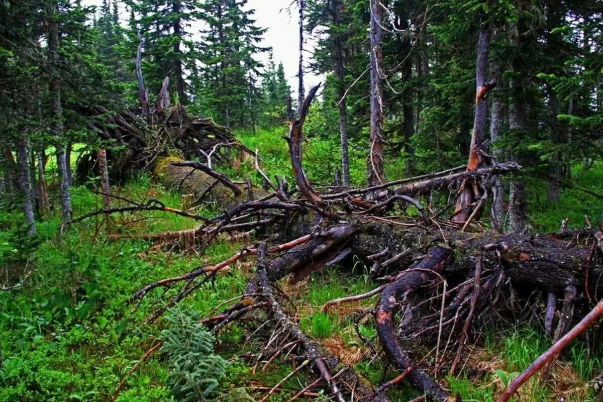 Валежник что это такое. Валежник что это такое. Валежник разрешили собирать. Валежник береза. Валежник береза.