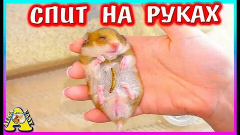 Алиса дай мне хомяка