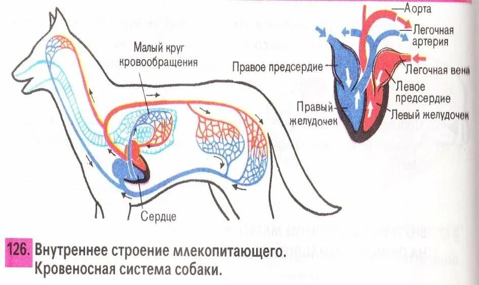 Кровеносные системы позвоночных животных таблица. Схемы кровеносных систем позвоночных животных. Кровеносная система позвоночных схема. Кровеносная система млекопитающих схема биология 7 класс. Схема строение кровеносной системы у животных.