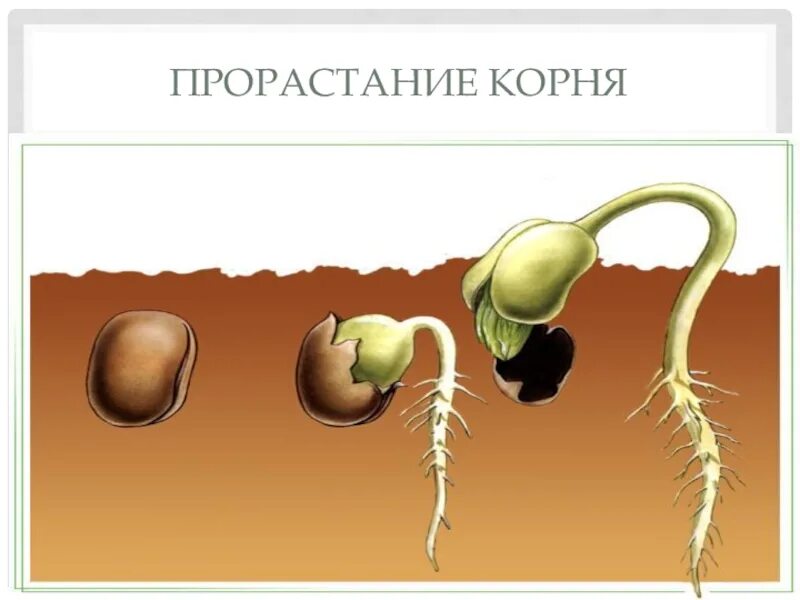 Корень проросшего семени фасоли