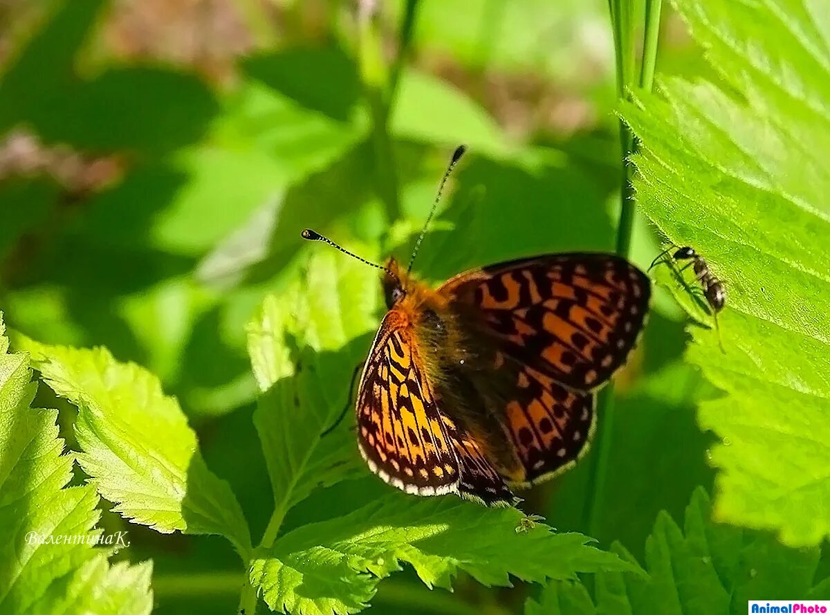 бабочка и муравей