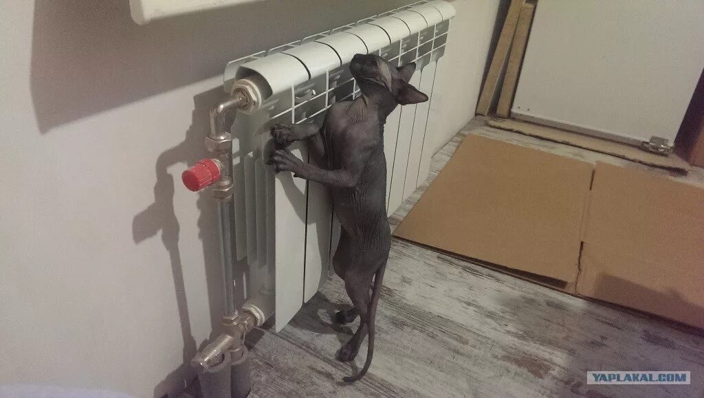 усилитель садит батарею. собака на батарее. местоположение сети android что. девушка держит аккумулятор от машины. аккумулятор maxima.