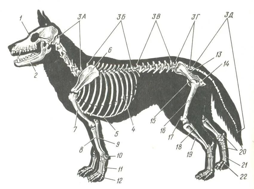 Скелет ВЕО собаки анатомия. Строение скелета немецкой овчарки. Опорно двигательная система скелет собаки. Скелет собаки ребра. Внутреннее строение млекопитающих рисунок
