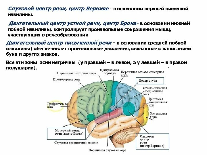 Функции височной доли. Моторный центр речи центр брока расположен в доле. центр зрительного анализатора письменной речи. локализация речевых функций в коре головного мозга. центр вернике расположен в височной доле и обеспечивает.