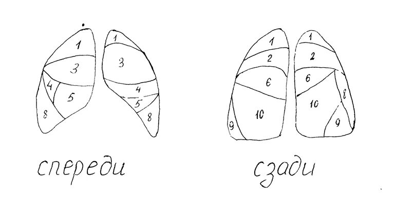 10 сегментов легких. Сегментарное строение легких. Сегментарное строение легких схема. Сементарное строение лёгких. Сегментарное строение легких боковая проекция.
