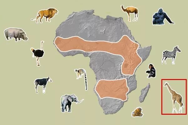 Где живет жираф на каком материке. Ареал обитания Жирафов. Животные Африки на карте. Карта Африке где обитают Жирафы. Места обитания жирафа на карте.
