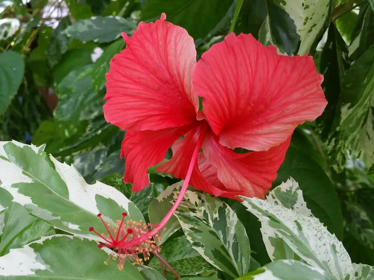 Aussie Queen Tropical Hibiscus Clearance