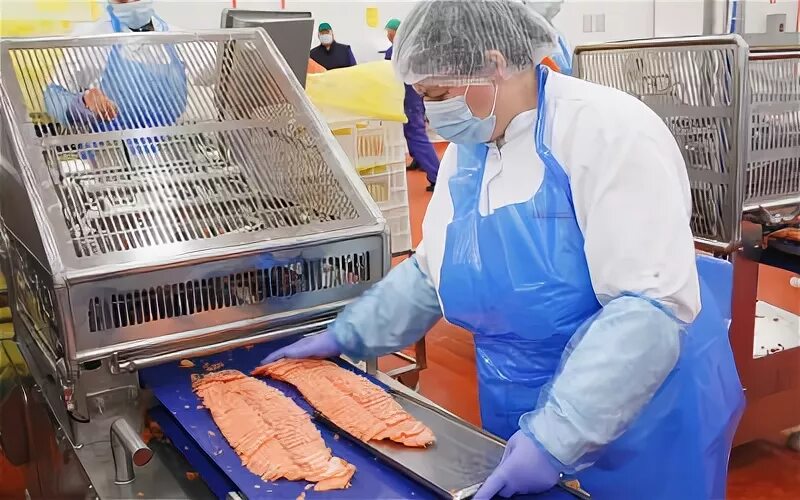 Рыбный технолог. Камчатка пос октябрьский рыбообрабатывающий завод. Петропавловск камчатский завод рыбный витязь. Самарская область завод рыбный завод. Завод морепродуктов.