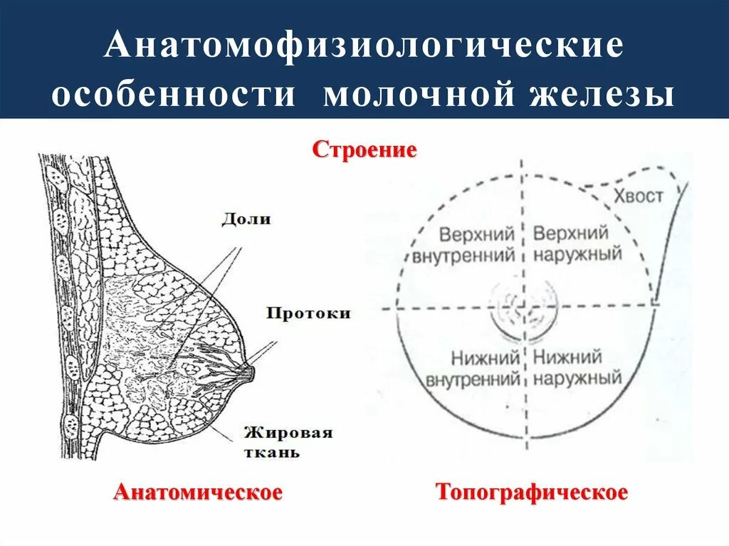 Доле груди. Строение молочной железы топографическая анатомия. Топографическое строение молочной железы. Схема молочной железы. Квадранты молочной железы.