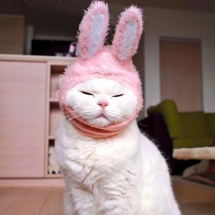 Кот с заячьими ушами. Котик с ушками зайца. Кот в костюме кролика. Кот с кроличьими ушами.