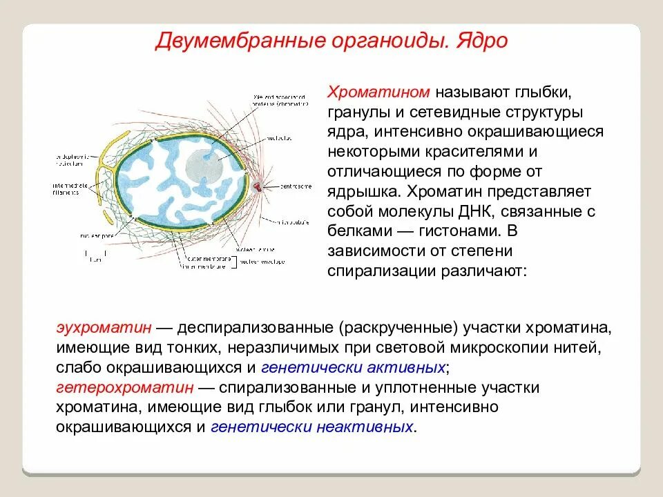 Строение ядра хроматин. Ядрышко с хроматином. Хроматин функции. Хроматин в ядре. Назовите структуры ядра