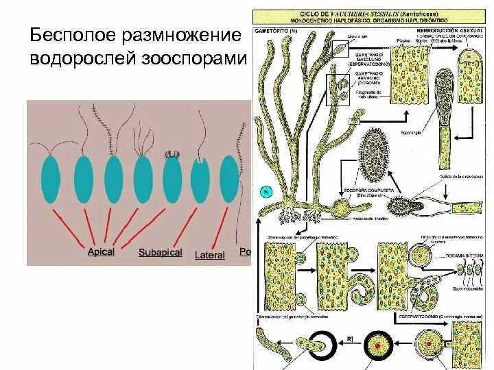 Бесполое размножение водорослей. Зооспоры цикл размножения. Размножение водорослей бесполое и полое. Зооспоры ламинарии.