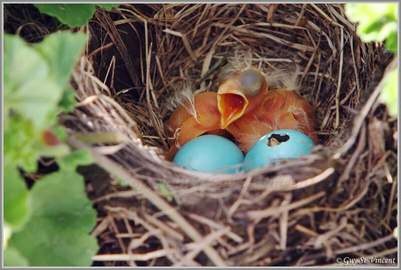 Яйца скворцов фото. Птенец горихвостки. Горихвостка гнездо и яйца. Яйцо и птенцы горихвостки. Обыкновенная горихвостка гнездо.