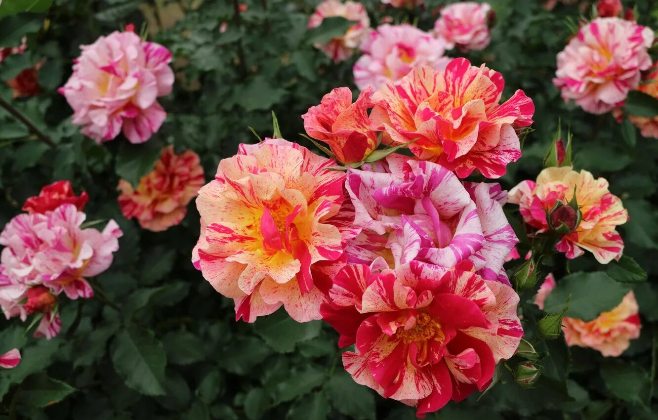 розы шрабы сорта. розы шрабы сорта. амандин шанель (amandine chanel). розы шрабы сорта. розы шрабы сорта.