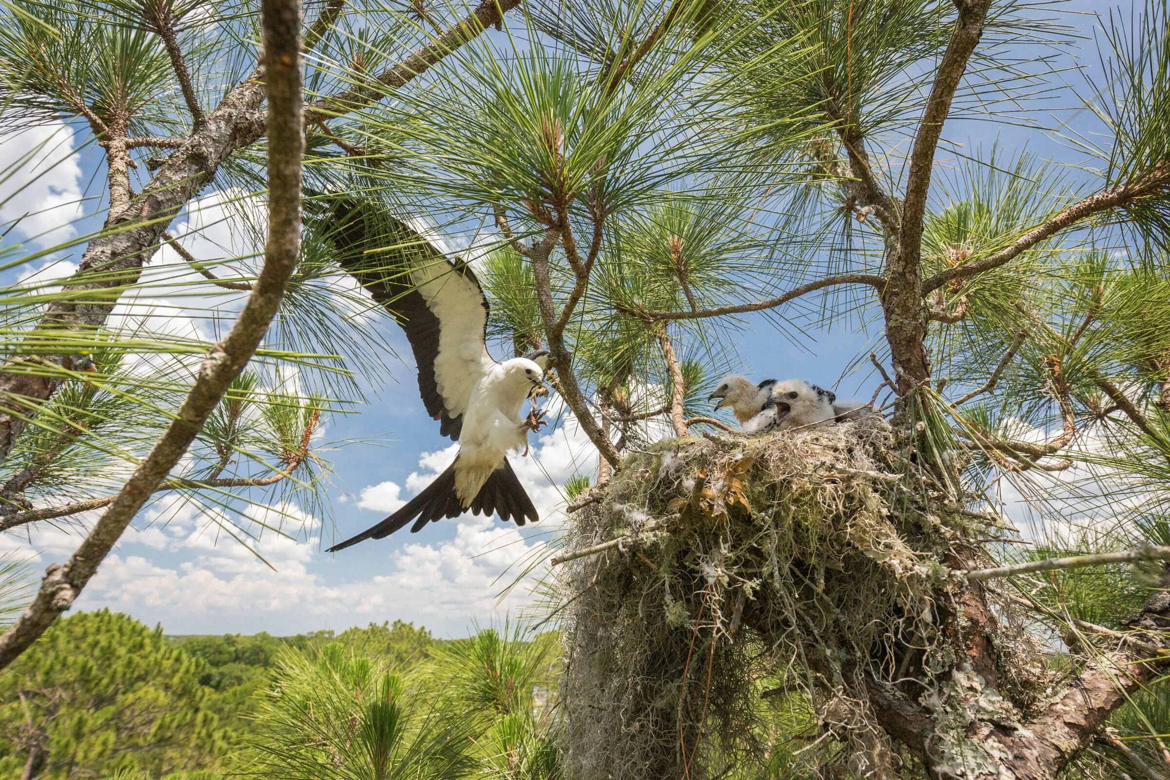 Коршун дзен. Вилохвостый Коршун. Вилохвостый Лунь. Swallow tailed Kite Коршун. Интересные птицы.