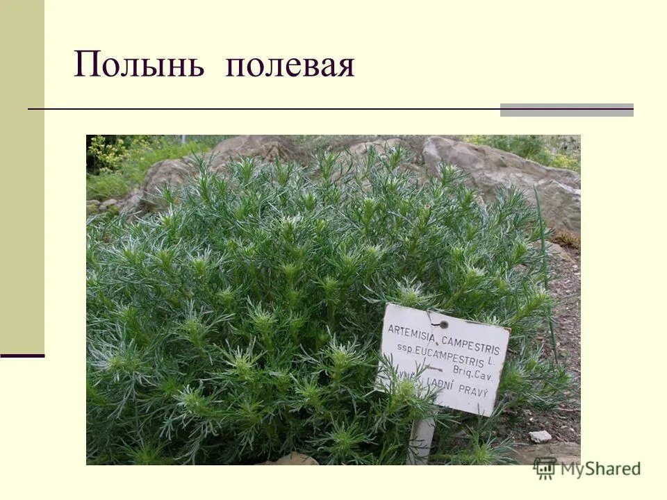 Artemisia frigida willd. Полынь каталог. Полыни горькой трава в аптеке. Полынь таврическая (artemisia taurica). Полынь на латыни.