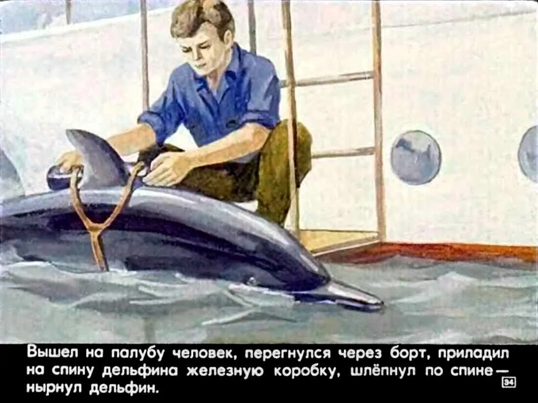 Рассказ девочка и дельфин. Сказка про дельфинов. Рассказ девочка и дельфин. Девочка и дельфин книга. Девочка и дельфин.