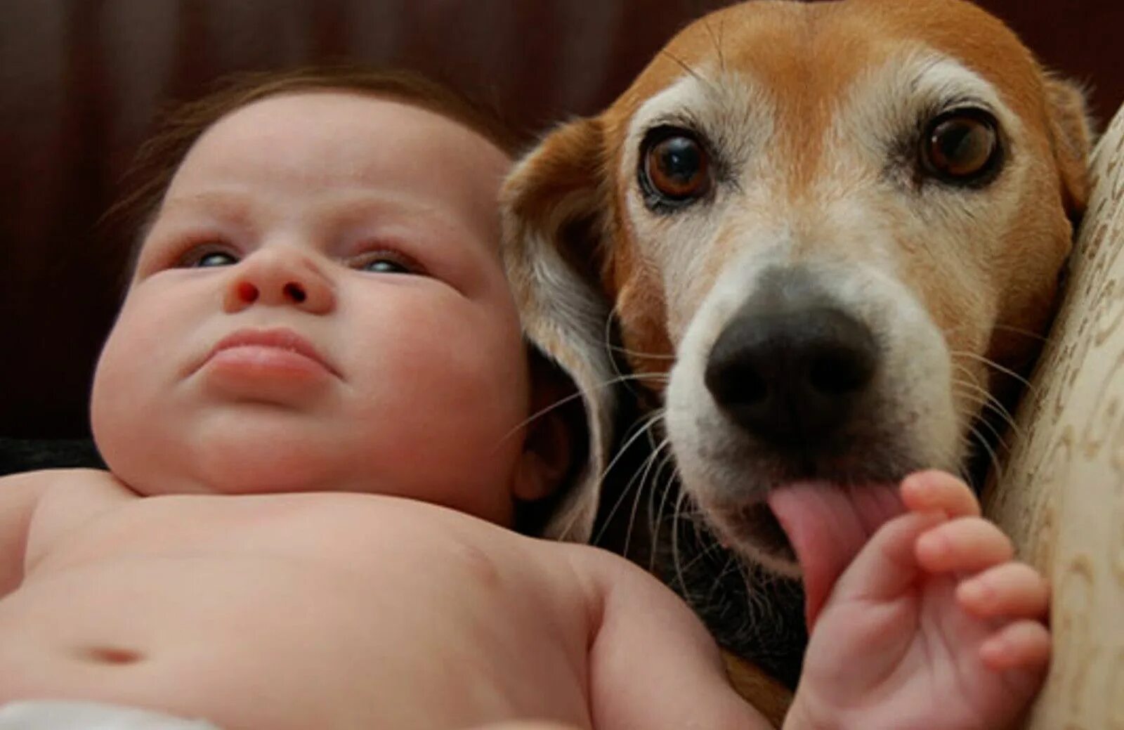 Говорящие животные видео. Бигль с ребенком. Собака и младенец. Приколы малышей с животными. Собачки приколы для детей.