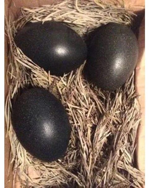 Яйцо доминанты купить. Аям Цемани Курочка. Аям Цемани яйца внутри. Аям Цемани куры яйца. Крапчатый Доминант цвет яиц.