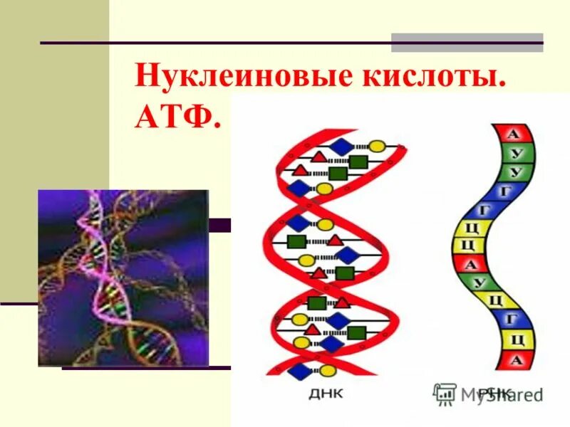 7 нуклеиновые кислоты. Строение ДНК РНК АТФ. Структуры ДНК РНК АТФ. Нуклеиновые кислоты ДНК строение и функции. Строение и функции ДНК РНК АТФ.