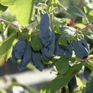 Жимолость сорт ленинградский
