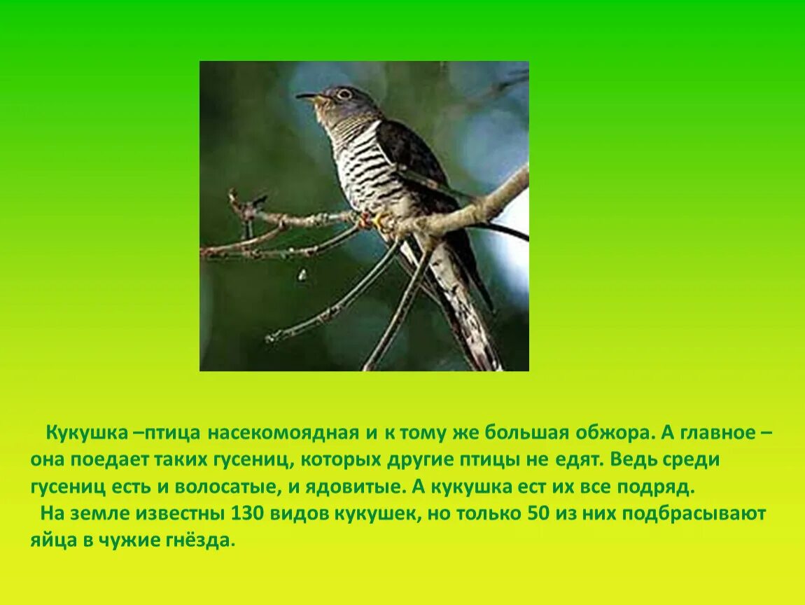 В каких отношениях находится кукушка с природой. Кукушка. Рассказать про кукушку. Факты о кукушке. Сведения о жизни кукушки.