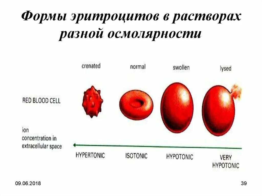 3 признака эритроцитов. Изменение формы и размеров эритроцитов. Классификация патологических форм эритроцитов. Стареющие формы эритроцитов. Пойкилоцитоз формы эритроцитов.