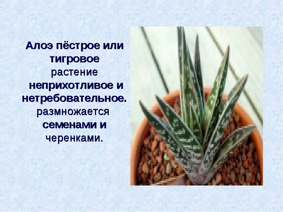 Как размножить столетник алоэ. Алоэ пестрое размножение. алоэ вариегата пестрое размножение. алоэ пестрое тигровое. алоэ широколистный лечебный.
