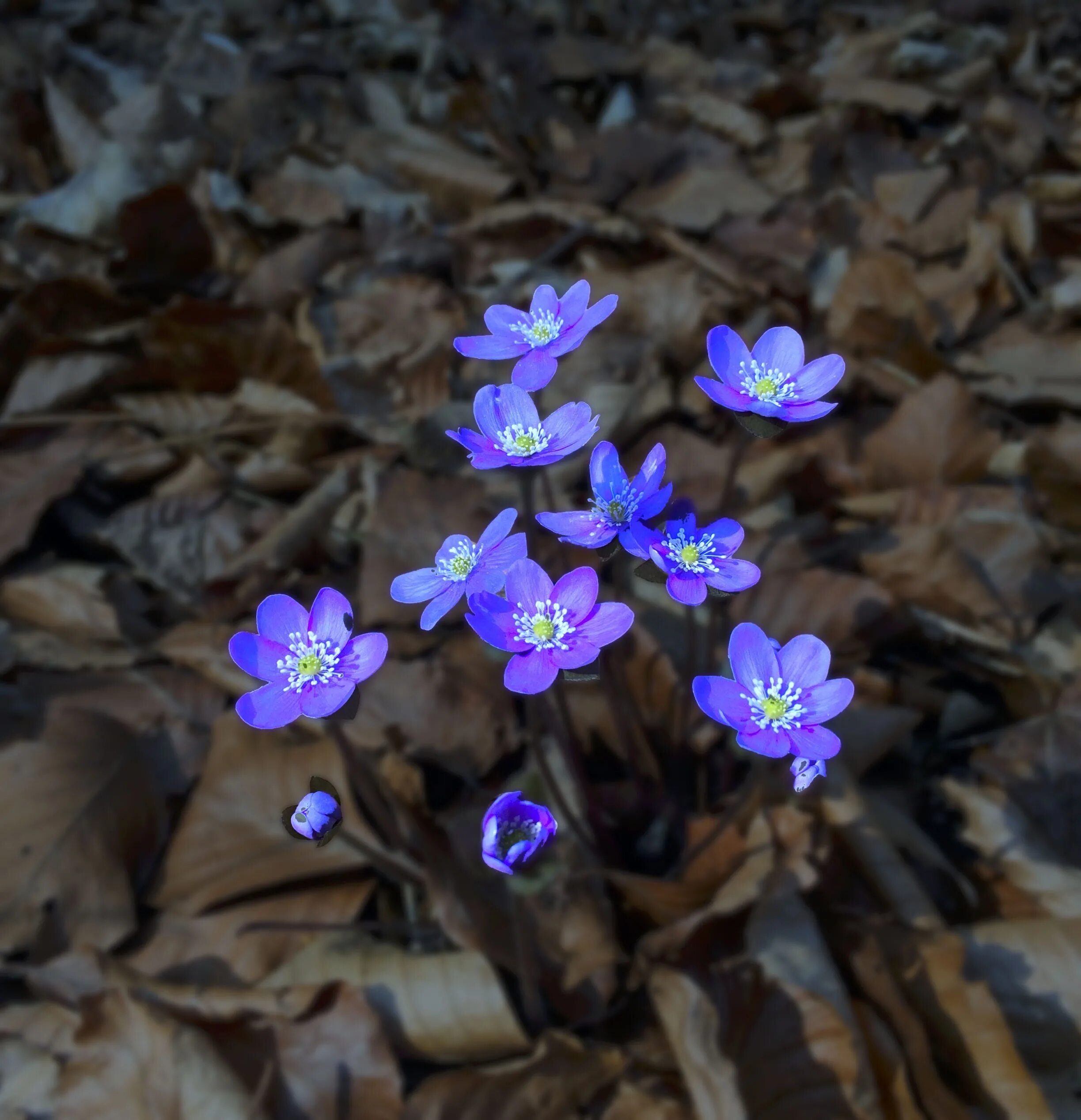 Печеночница махровая. Печеночница Лесная. Печеночница благородная (hepatica Nobilis). Печеночница азиатская.