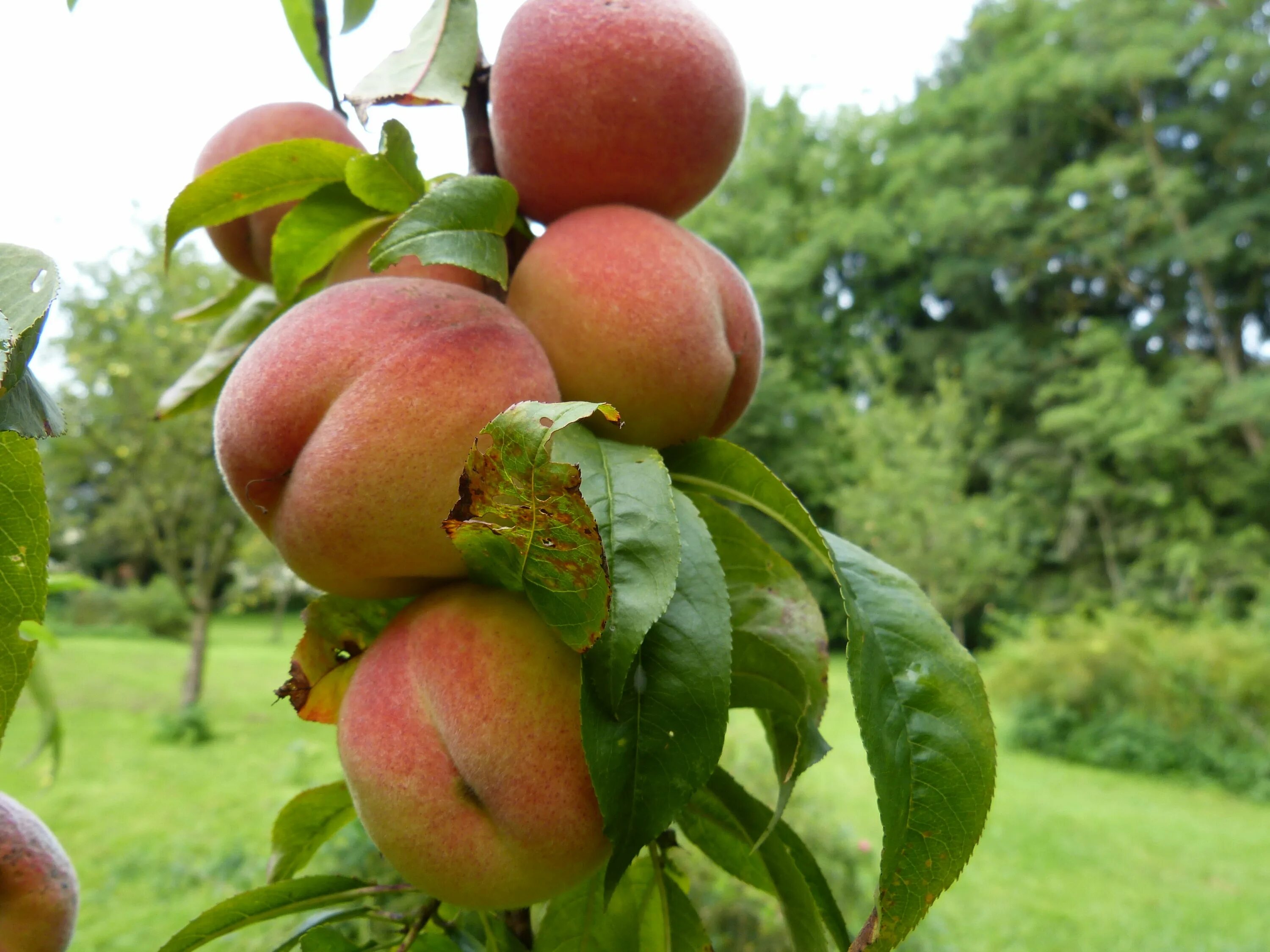 Peach tree