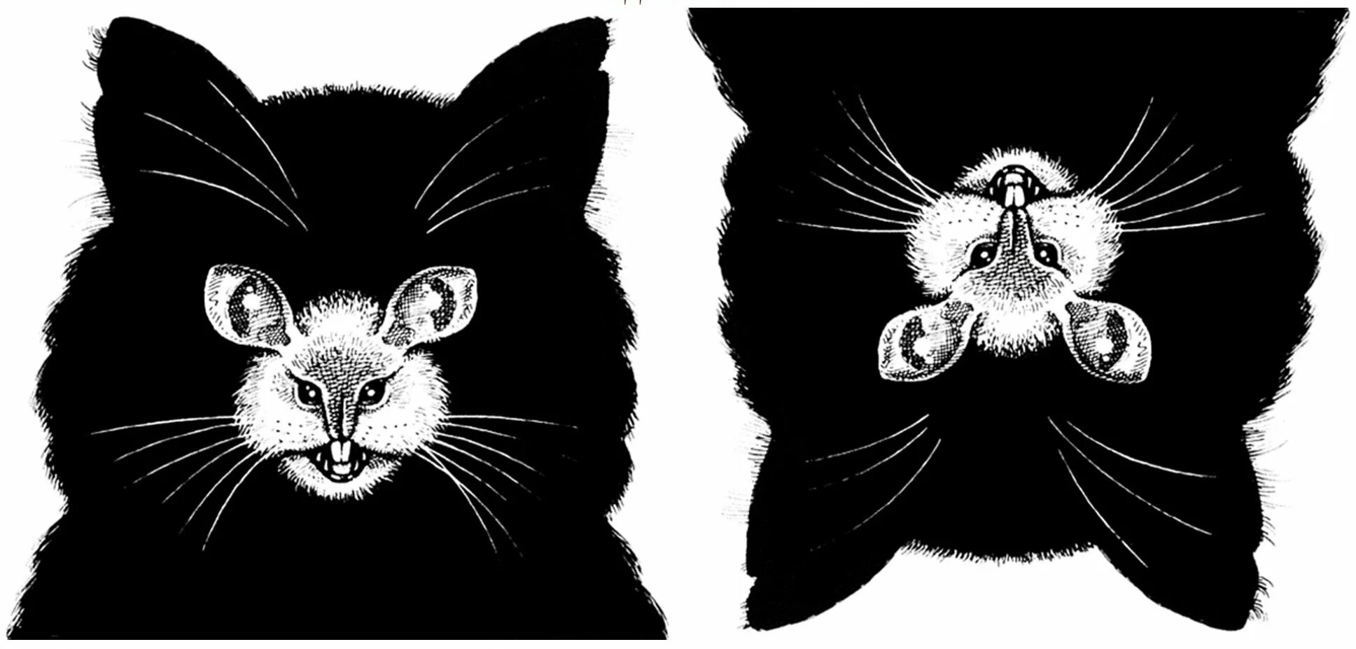 Оптические иллюзии двойственные. Двойственные изображения иллюзии. Оптическая иллюзия кот. Зрительные иллюзии для детей. Ну обманы