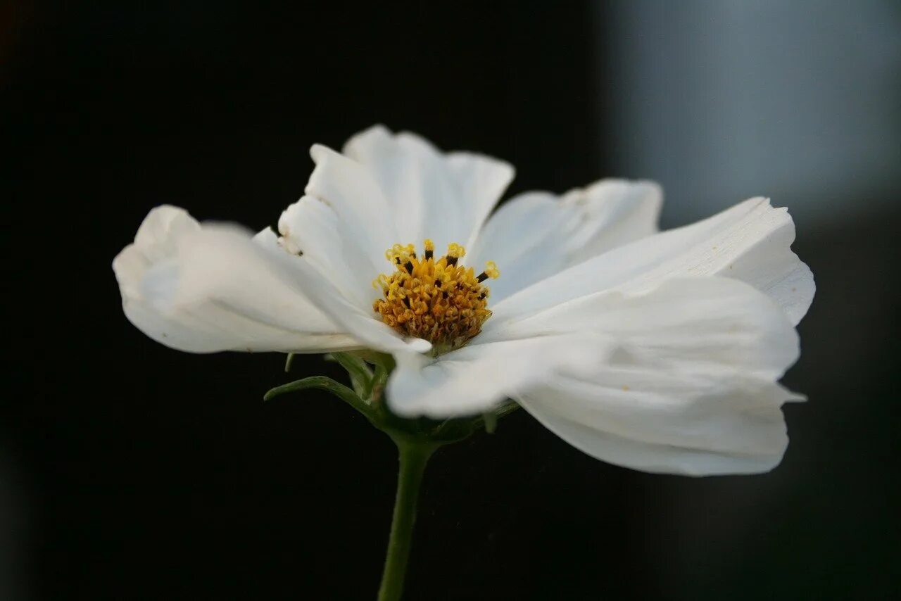 Ноги белый цветок. Белые цветочки. Цветы белого цвета. Белоснежные цветы. Крупные белые цветы.