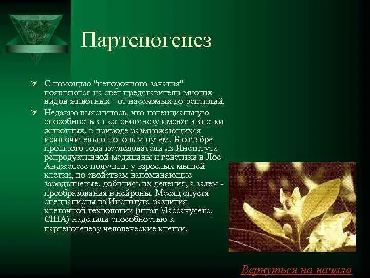 Фотографии детей гермафродитов. Гермафродиты могут забеременеть. Гермафродит половых органов. Гермафродитизм у человека фото органы. Как выглядит двуполый ребенок.