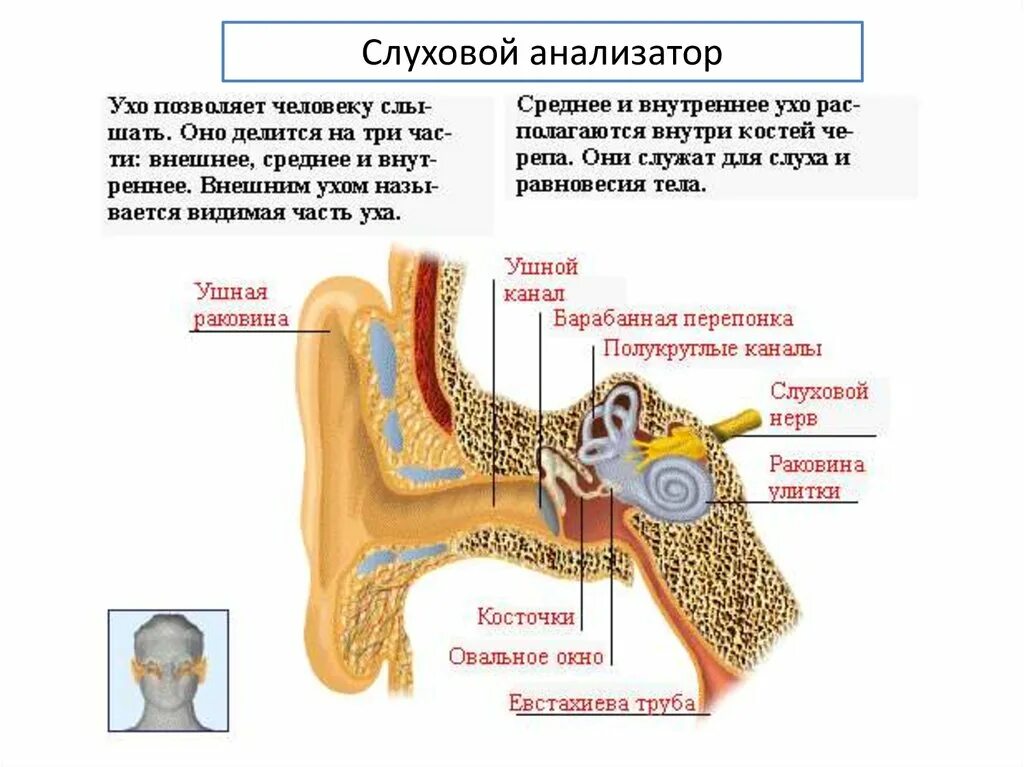 Слух человека. Слух человека и животных. Как устроено ухо человека. Слуховой анализатор внутреннее ухо. Звуки это то что слышит ухо грамматические